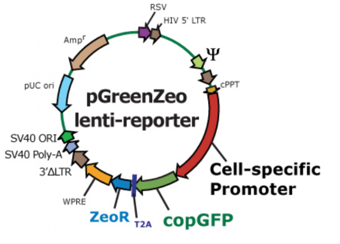 pGreenZeo lenti reporter载体图谱